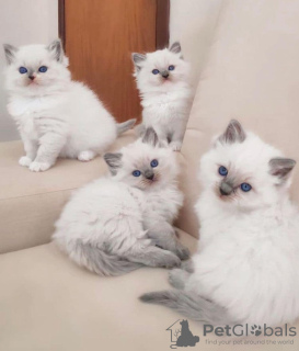 Photos supplémentaires: Chaton Ragdoll disponible à la vente