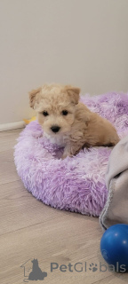 Photo №2 de l'annonce № 150147 de la vente maltipu - acheter à Allemagne annonce privée, éleveur