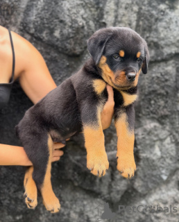 Photo №1. rottweiler - à vendre en ville de Magdebourg | négocié | Annonce №179018
