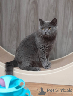 Photo №1. british shorthair - à vendre en ville de Khimki | Gratuit | Annonce № 161964