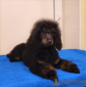 Photos supplémentaires: Caniche nain mâle, né le 30/06/24, le chiot est prometteur pour les expositions