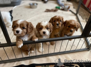 Photo №1. cavalier king charles spaniel - à vendre en ville de Vilnius | négocié | Annonce №119698