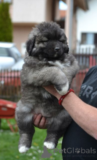 Photo №4. Je vais vendre berger du caucase en ville de Kragujevac.  - prix - négocié