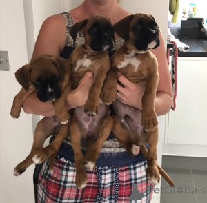 Photo №3. Chiots Boxers.. Danemark