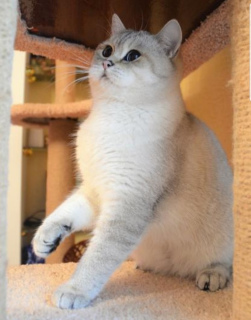 Photo №3. Chat britannique. Fédération de Russie