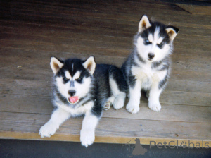 Photo №1. husky de sibérie - à vendre en ville de Californie | négocié | Annonce №148782