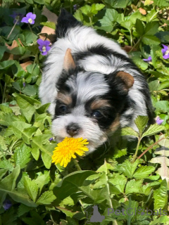Photo №4. Je vais vendre biewer yorkshire terrier en ville de Флорида Сити. éleveur - prix - 1063€