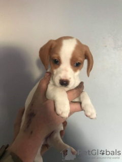 Photo №1. beagle - à vendre en ville de Munich | 300€ | Annonce №69769