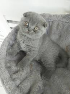 Photo №2 de l'annonce № 161074 de la vente scottish fold - acheter à La finlande annonce privée, éleveur