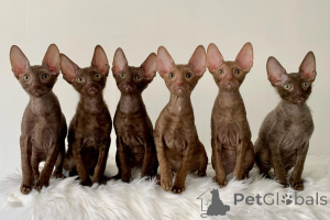 Photo №1. cornish rex - à vendre en ville de Hambourg | négocié | Annonce № 164212