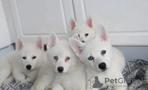 Photo №2 de l'annonce № 18214 de la vente chien bâtard - acheter à Ukraine 