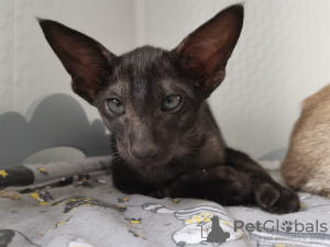 Photo №3. Chat oriental fumée noire. Fédération de Russie