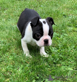 Photo №3. Adorables chiots Boston Terrier en adoption gratuite. Allemagne