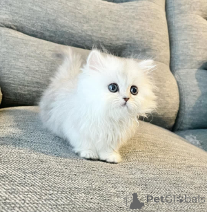 Photo №1.  - à vendre en ville de Marseille | Gratuit | Annonce № 162275