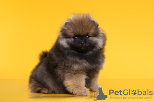 Photo №4. Je vais vendre spitz allemand en ville de Nizhny Novgorod. éleveur - prix - 730€