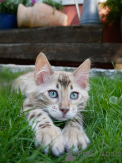 Photo №2 de l'annonce № 174894 de la vente bengal - acheter à Allemagne éleveur