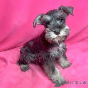 Photo №2 de l'annonce № 163861 de la vente schnauzer miniature - acheter à L'Autriche annonce privée, éleveur