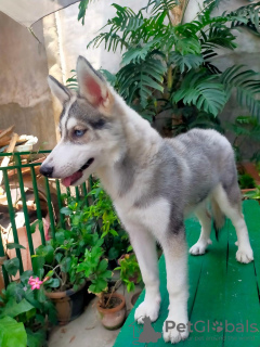 Photo №2 de l'annonce № 51130 de la vente husky de sibérie - acheter à La finlande annonce privée