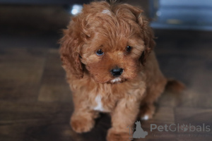 Photo №2 de l'annonce № 153922 de la vente kavapoun - acheter à Biélorussie annonce privée, de la fourrière, éleveur