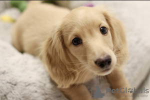 Photo №2 de l'annonce № 116368 de la vente teckel - acheter à Espagne annonce privée