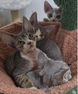 Photo №3. Bezauberndes Devon-Rex-Kätzchen verfügbar! Contactez-moi par WhatsApp au. Allemagne