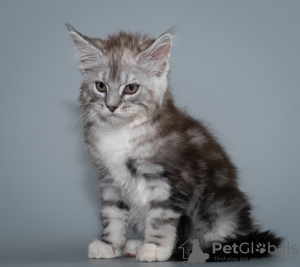 Photo №2 de l'annonce № 9824 de la vente maine coon - acheter à Fédération de Russie annonce privée, de la fourrière, éleveur