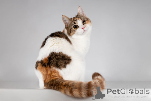 Photo №1.  - à vendre en ville de Khimki | Gratuit | Annonce № 166020