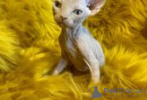 Photo №1. sphynx - à vendre en ville de Taivalkoski | Gratuit | Annonce № 130734