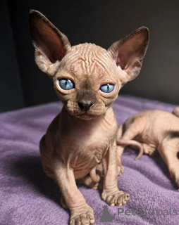 Photo №1. sphynx - à vendre en ville de Garmisch-Partenkirchen | 350€ | Annonce № 174546