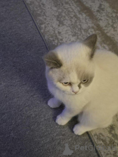 Photo №4. Je vais vendre british shorthair en ville de Affalterbach.  - prix - 230€