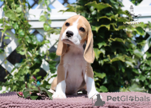 Photo №4. Je vais vendre beagle en ville de Milan. de la fourrière - prix - 400€