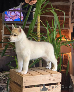 Photo №3. Cachorro de Husky Siberiano Disonible, 10 Semanas de Edad.. Espagne