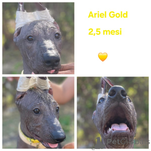 Photo №1. xoloitzcuintle - à vendre en ville de Balchik | négocié | Annonce №144434
