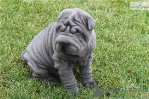Photo №3. Chiots chinois Shar Pei. Allemagne