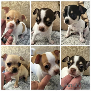 Photo №1. chihuahua - à vendre en ville de Zrenjanin | négocié | Annonce №80733