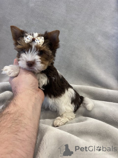 Photo №2 de l'annonce № 148569 de la vente chien bâtard - acheter à Allemagne éleveur