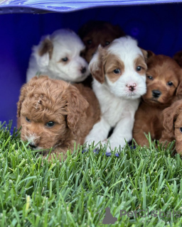 Photo №1. chien bâtard - à vendre en ville de Paris | négocié | Annonce №120014