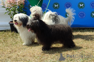 Photo №1. odis - à vendre en ville de Częstochowa | 1200€ | Annonce №19433