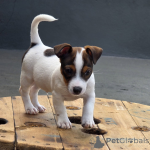 Photo №2 de l'annonce № 171877 de la vente jack russell terrier - acheter à République Tchèque annonce privée, éleveur