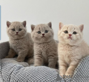 Photo №1. british shorthair - à vendre en ville de Floral Park | négocié | Annonce № 122121