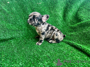 Photo №1. bouledogue - à vendre en ville de Barendrecht | 1500€ | Annonce №149480