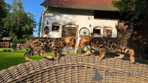Photo №2 de l'annonce № 169845 de la vente bengal - acheter à Allemagne éleveur
