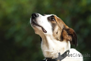 Photo №4. Je vais vendre chien bâtard en ville de Khimki. de l'abri - prix - Gratuit