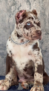 Photo №1. cane corso - à vendre en ville de Baden | négocié | Annonce №155093