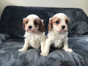 Photo №3. Adorables chiots Cavalier King Charles en adoption gratuite. Allemagne