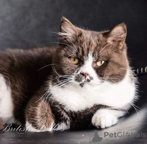 Photo №1. british shorthair - à vendre en ville de Munich | 255€ | Annonce № 108935