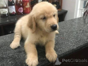 Photo №1. golden retriever - à vendre en ville de Garmisch-Partenkirchen | 450€ | Annonce №169444