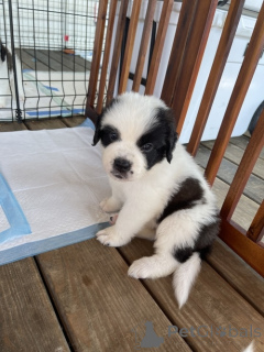 Photo №1.  - à vendre en ville de Ähtäri | Gratuit | Annonce №134892