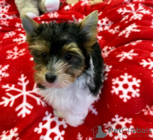 Photo №3. Adorable toilet trained Yorkshire Terrier. France