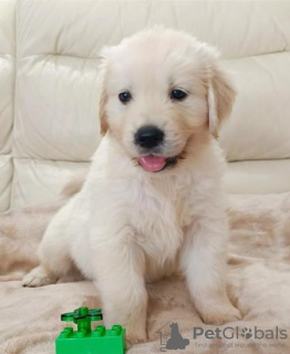 Photo №1. golden retriever - à vendre en ville de Pleven | Gratuit | Annonce №83760